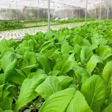 Làm thế nào để được chứng nhận hữu cơ ở Việt Nam?